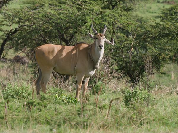 <h3><a href="/trips/tanzania/biota/animalia/chordata/mammalia/artiodactyla/bovidae/tragelaphus oryx/tragelaphus oryx-nl.html">Tragelaphus&nbsp;oryx</a> / Common&nbsp;eland / Elandantilope</h3>OM-1 Mark II met OLYMPUS M.150-400mm F4.5 TC, 1/2000 sec  bij F5.6, ISO 800, afstand 83.7&nbsp;m